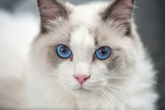 błękitne oczy kota
