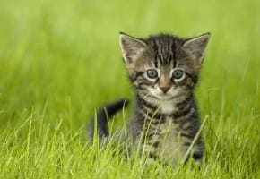 kot w trawie