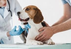 Pies na szczepieniu