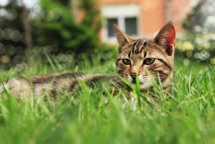 kot w trawie